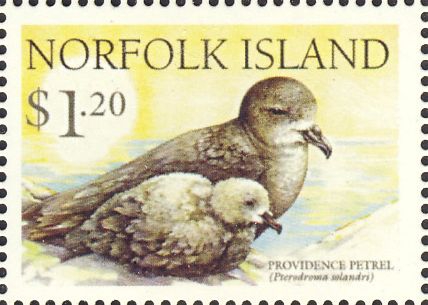 Pterodroma solandri Pterodroma solandri