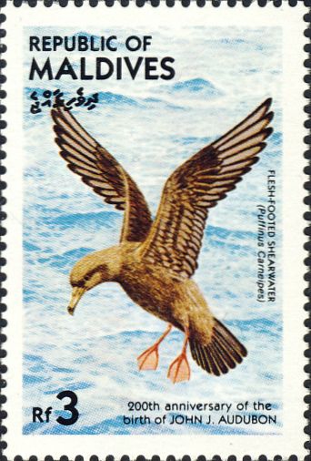 Puffinus carneipes Puffinus carneipes