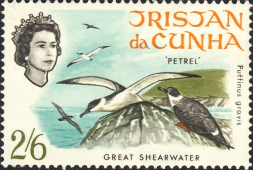 Puffinus gravis Puffinus gravis