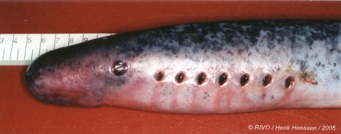 Petromyzon marinus Linnaeus, 1758 Petromyzon marinus Linnaeus, 1758