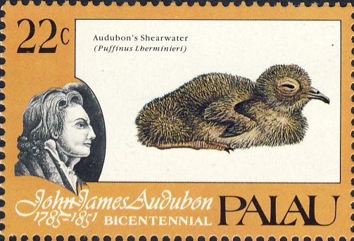 Puffinus lherminieri Puffinus lherminieri