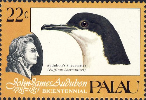 Puffinus lherminieri