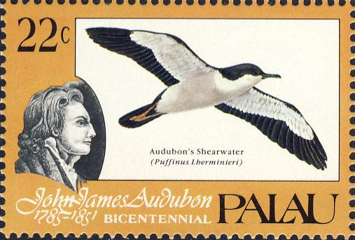 Puffinus lherminieri Puffinus lherminieri