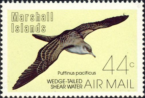 Puffinus pacificus Puffinus pacificus