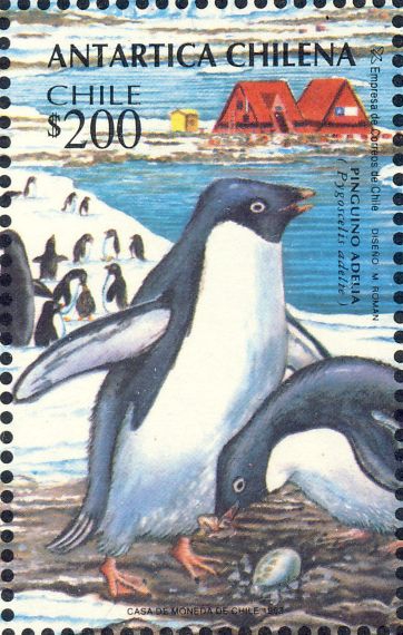 Pygoscelis adeliae Pygoscelis adeliae