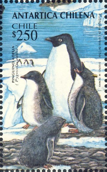 Pygoscelis adeliae Pygoscelis adeliae