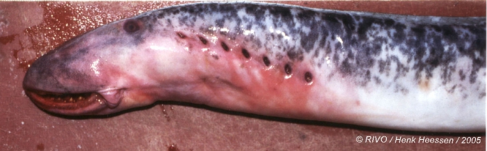Petromyzon marinus Linnaeus, 1758 Petromyzon marinus Linnaeus, 1758