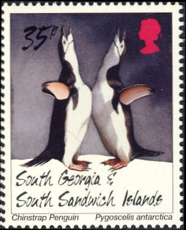 Pygoscelis antarcticus Pygoscelis antarcticus