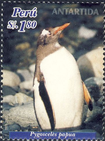 Pygoscelis papua Pygoscelis papua