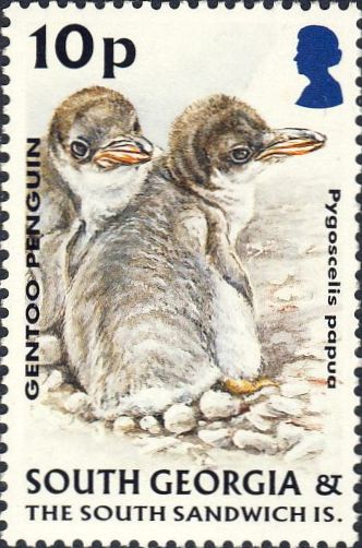 Pygoscelis papua Pygoscelis papua