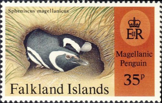Spheniscus magellanicus Spheniscus magellanicus