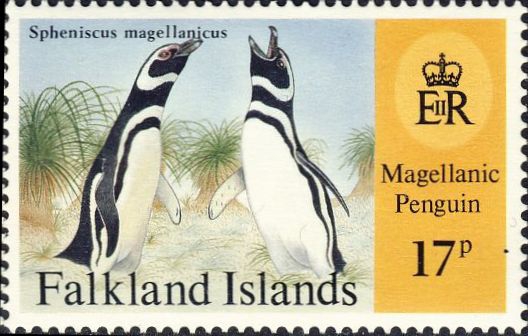 Spheniscus magellanicus Spheniscus magellanicus