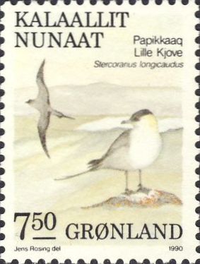 Stercorarius longicaudus Stercorarius longicaudus