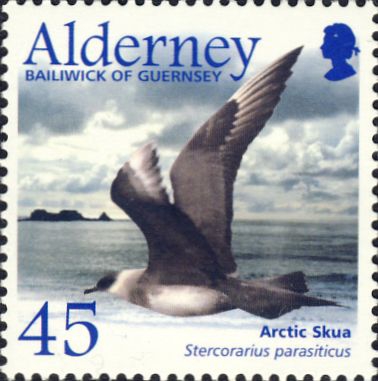 Stercorarius parasiticus Stercorarius parasiticus