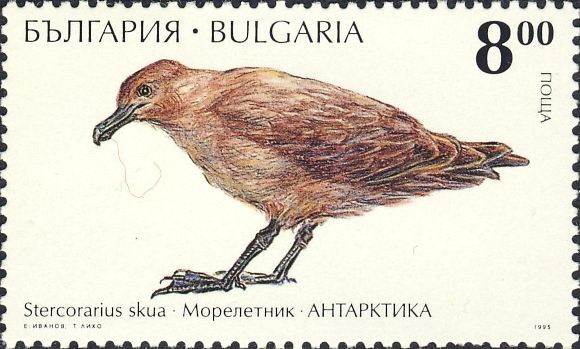 Stercorarius skua Stercorarius skua