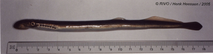 Petromyzon marinus Linnaeus, 1758 Petromyzon marinus Linnaeus, 1758