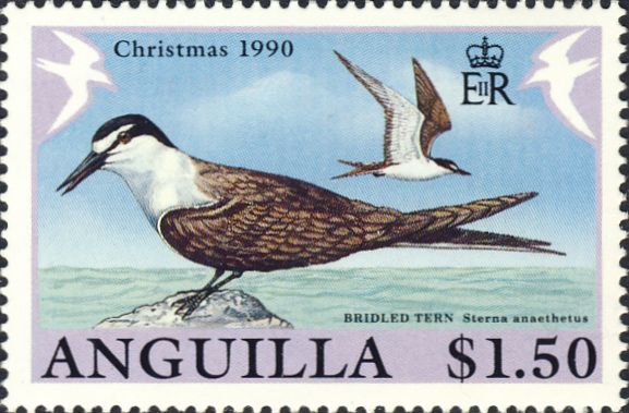Sterna anaethetus Sterna anaethetus