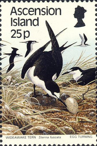 Sterna fuscata Sterna fuscata