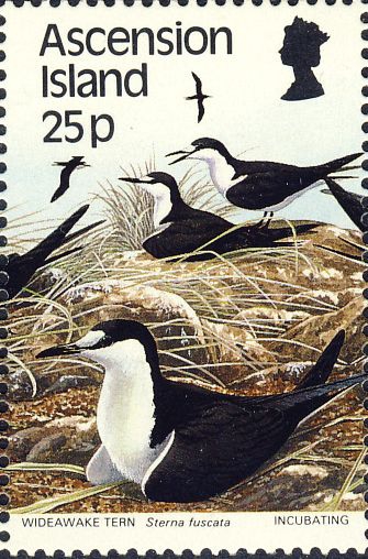 Sterna fuscata Sterna fuscata