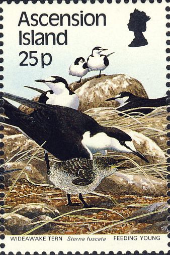 Sterna fuscata Sterna fuscata