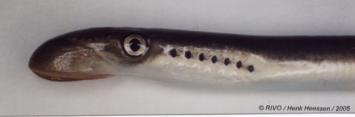 Petromyzon marinus Linnaeus, 1758 Petromyzon marinus Linnaeus, 1758