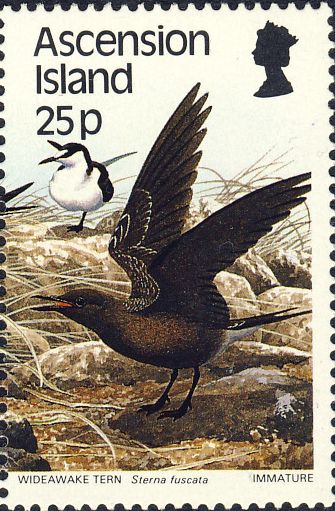 Sterna fuscata Sterna fuscata