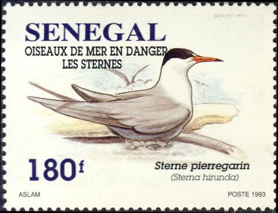 Sterna hirundo