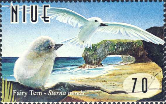 Gygis alba Gygis alba