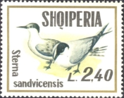 Sterna sandvicensis