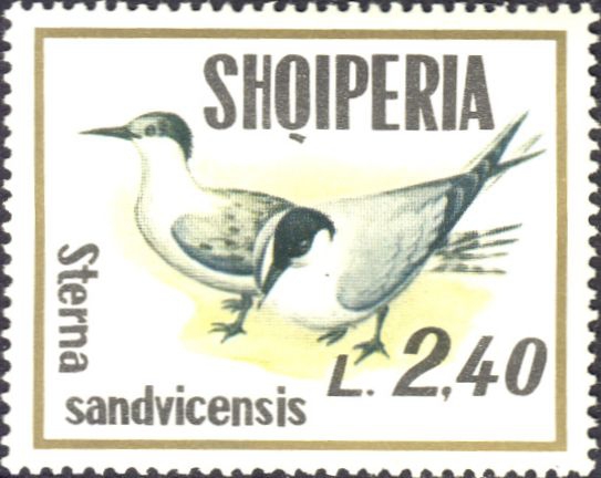 Sterna sandvicensis Sterna sandvicensis