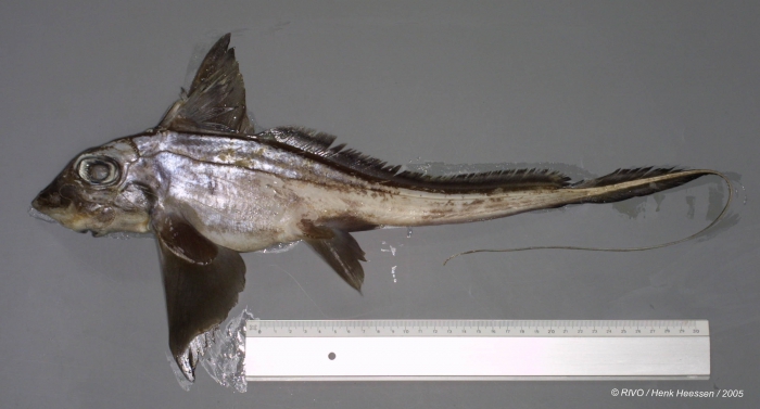 Chimaera monstrosa Linnaeus, 1758 Chimaera monstrosa Linnaeus, 1758
