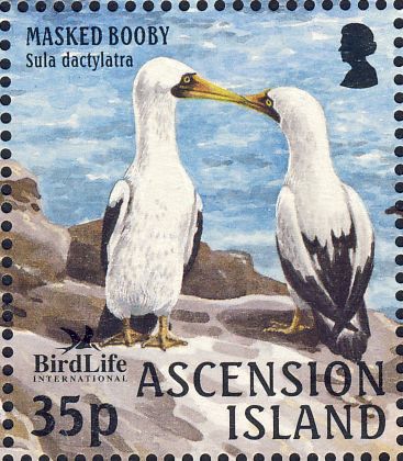 Sula dactylatra Sula dactylatra