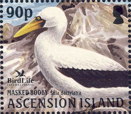 Sula dactylatra Sula dactylatra