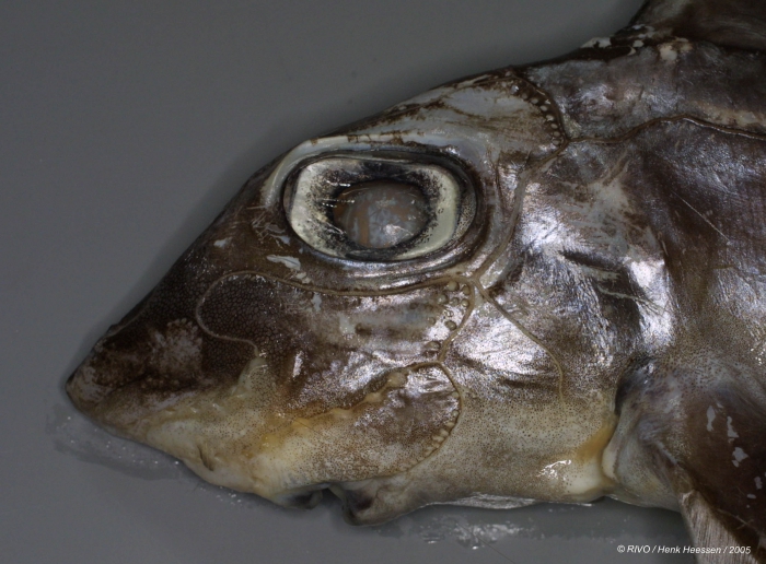 Chimaera monstrosa Linnaeus, 1758 Chimaera monstrosa Linnaeus, 1758