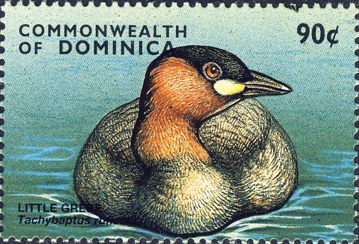 Tachybaptus ruficollis Tachybaptus ruficollis