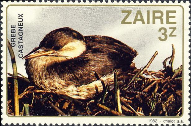 Tachybaptus ruficollis Tachybaptus ruficollis