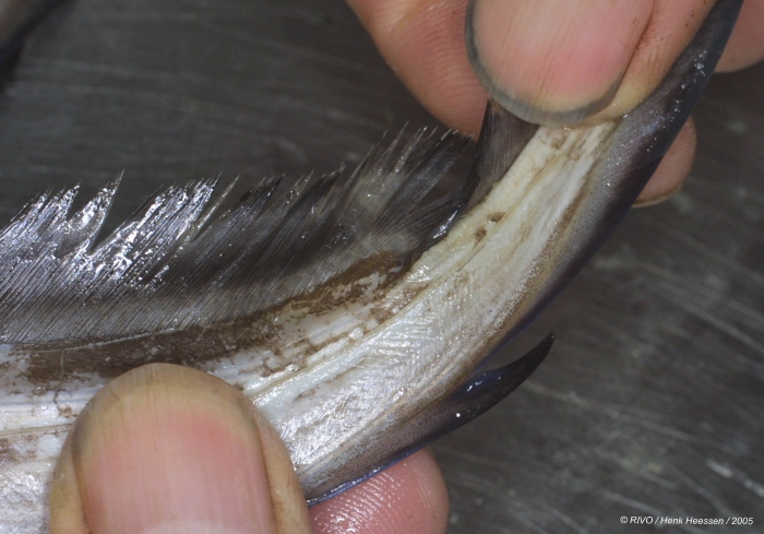 Chimaera monstrosa Linnaeus, 1758 Chimaera monstrosa Linnaeus, 1758