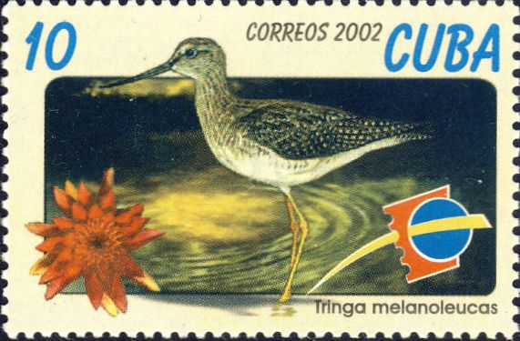 Tringa melanoleuca Tringa melanoleuca