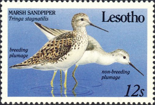 Tringa stagnatilis Tringa stagnatilis