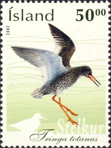 Tringa totanus Tringa totanus