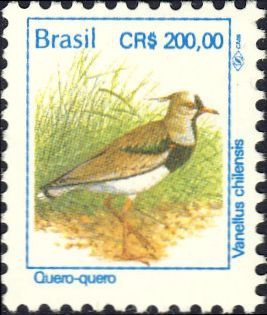 Vanellus chilensis Vanellus chilensis