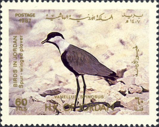 Vanellus spinosus Vanellus spinosus