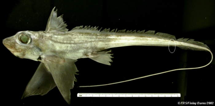 Chimaera monstrosa Linnaeus, 1758 