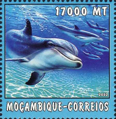 Tursiops truncatus Tursiops truncatus