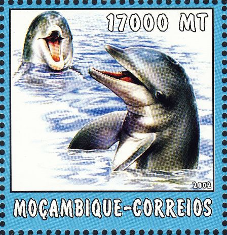 Tursiops truncatus Tursiops truncatus