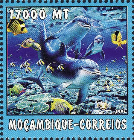 Tursiops truncatus Tursiops truncatus