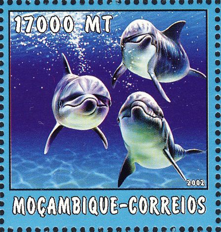 Tursiops truncatus Tursiops truncatus