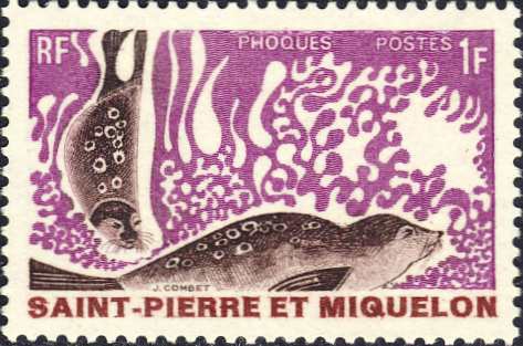 Phoca vitulina Phoca vitulina
