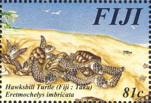 Eretmochelys imbricata Eretmochelys imbricata