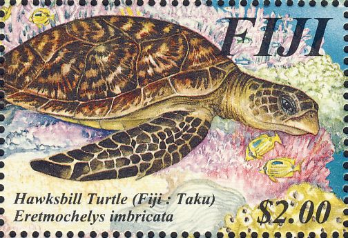 Eretmochelys imbricata Eretmochelys imbricata
